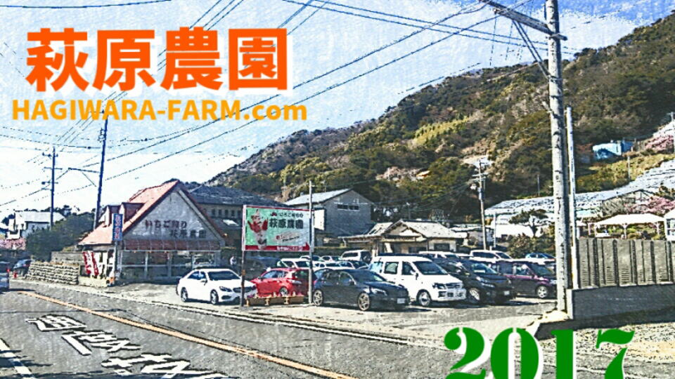 いちご狩りの萩原農園